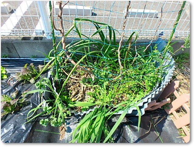 ジャガイモの間引きとプランター栽培の様子 Enjoy In 菜園 ジャガイモの間引きとプランター栽培の様子 Enjoy In 菜園