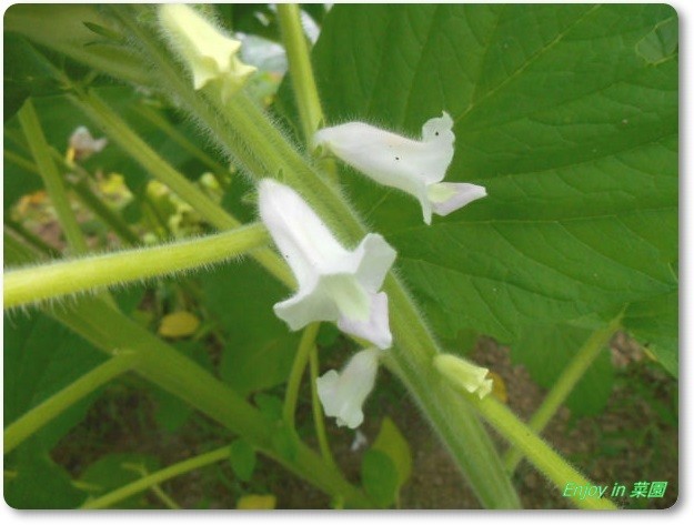 白ゴマの花 赤ずきんちゃん収穫 Enjoy In 菜園