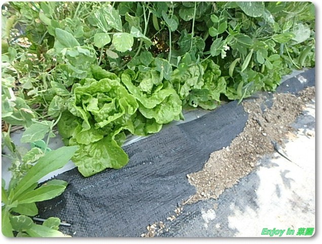 最悪環境で頑張るレタス ビーツの様子 Enjoy In 菜園