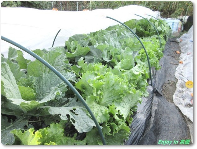 白菜 キャベツにレタスだよ Enjoy In 菜園