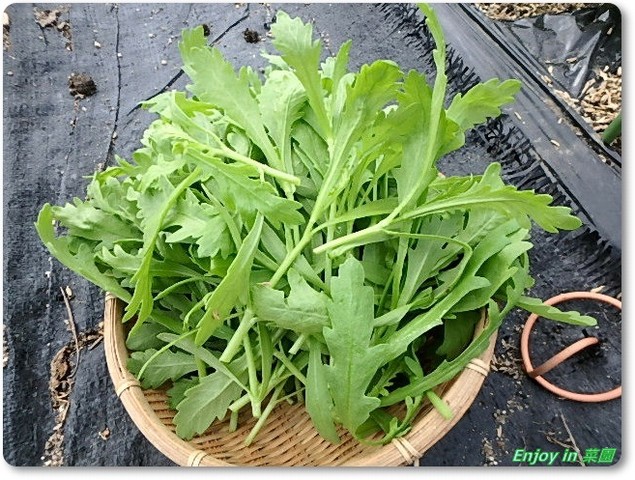 育苗棚の片付け 春菊収穫 Enjoy In 菜園