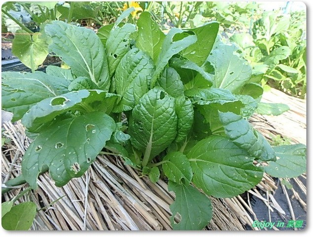 おかのりの定植 野菜たちの様子 Enjoy In 菜園