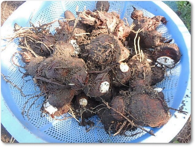 里芋残りの堀上とジャガイモの様子 Enjoy In 菜園