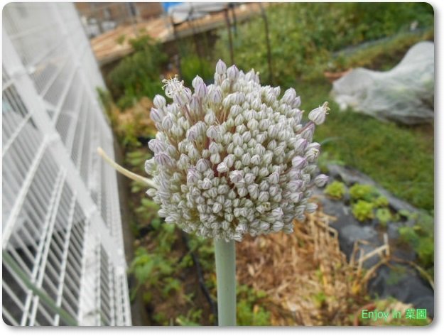 ジャンボニンニクの花 つくねが動いた Enjoy In 菜園