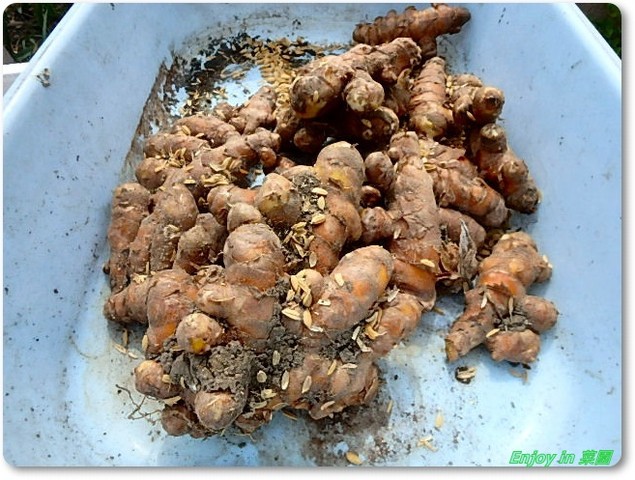 保存種芋の確認 自然薯の植え付け Enjoy In 菜園 保存種芋の確認 自然薯の植え付け Enjoy In 菜園
