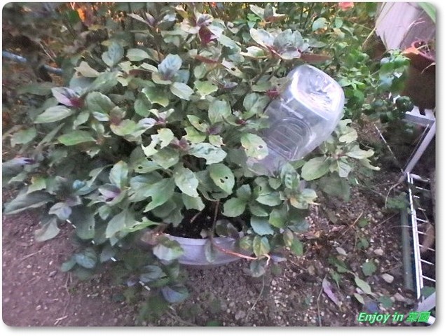 金時草の挿し木 プチヴェールの様子 Enjoy In 菜園