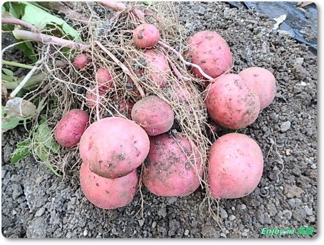 ジャガイモの収穫と癒しの場での観察 Enjoy In 菜園
