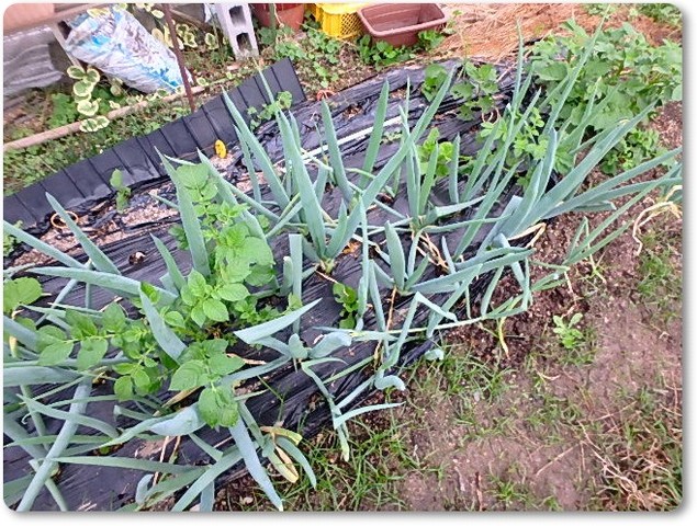 ネギに土寄せ Enjoy In 菜園