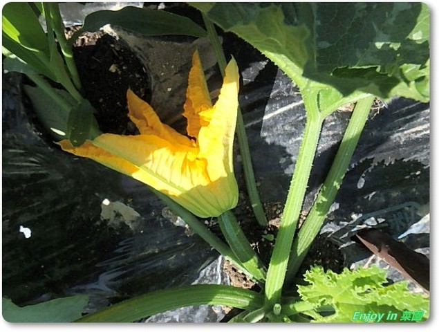 トウモロコシとズッキーニ トマト結実 Enjoy In 菜園