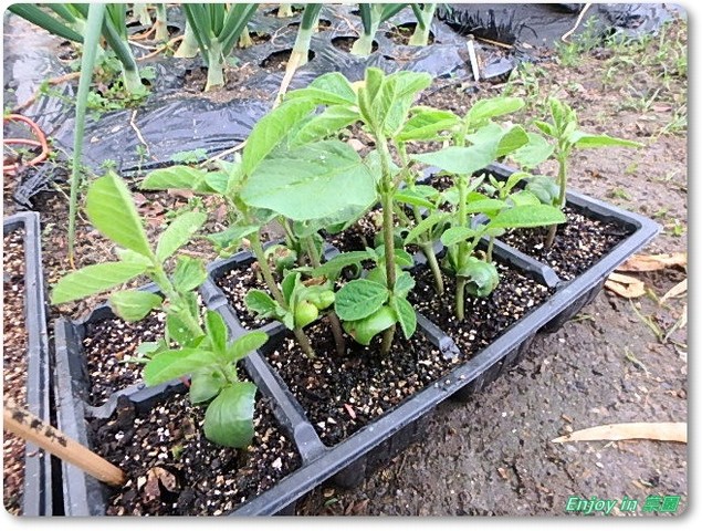 トウモロコシと枝豆の定植 Enjoy In 菜園