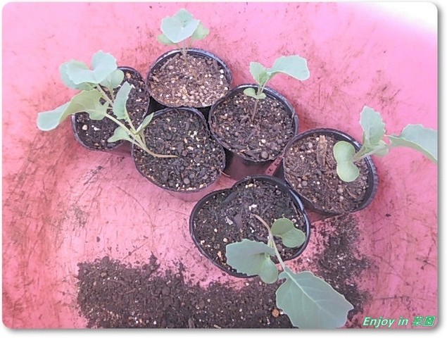 2品種目の水耕栽培 雨避け棚の補強 Enjoy In 菜園
