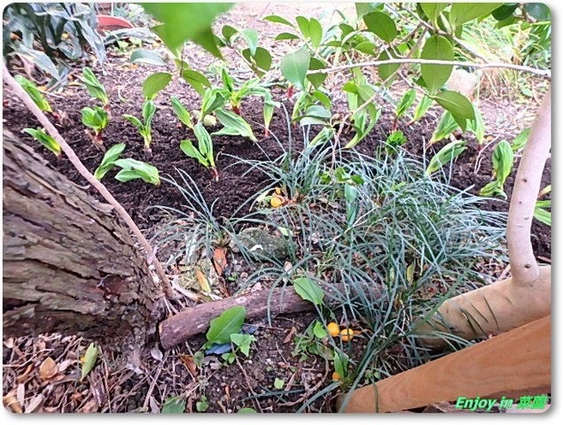 行者ニンニク増植 Enjoy In 菜園
