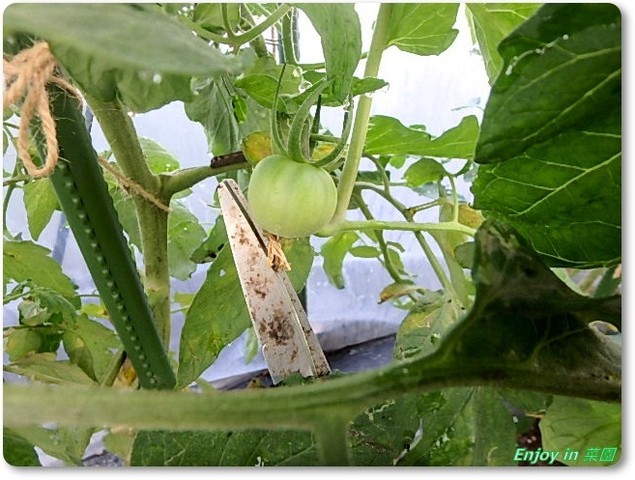トマトの様子 間引きと収穫 Enjoy In 菜園