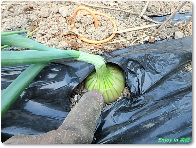 購入苗の定植 玉ねぎの葉が倒れた Enjoy In 菜園
