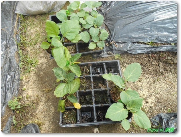 なすびの定植part2 ペットボトルダイコンの収穫 Enjoy In 菜園