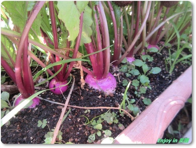 プランター栽培のカブたちと大根たち Enjoy In 菜園 プランター栽培のカブたちと大根たち Enjoy In 菜園