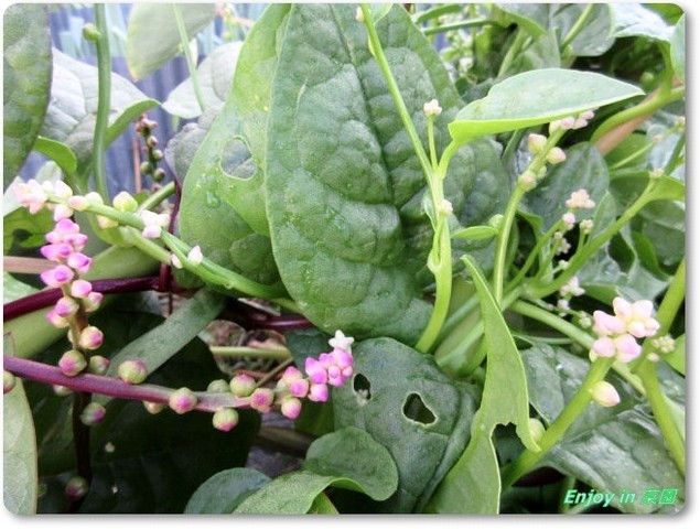 里芋堀りで片付けられた葉物野菜たち 黒豆試し食い Enjoy In 菜園 里芋堀りで片付けられた葉物野菜たち 黒豆試し食い Enjoy In 菜園