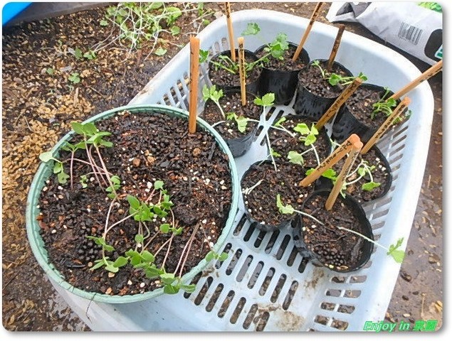 ほうれん草の収穫 芽出しとﾎﾟｯﾄ上げ Enjoy In 菜園
