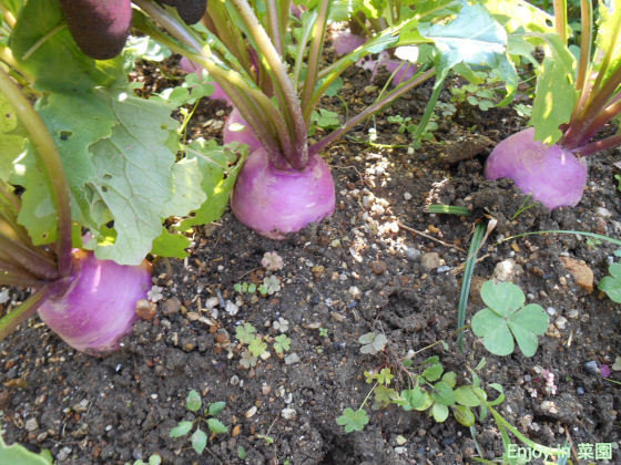 あやめで採ったぞ プランター栽培の里芋 Enjoy In 菜園 あやめで採ったぞ プランター栽培の里芋 Enjoy In 菜園