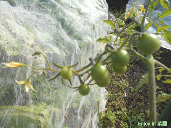 野良トマト プランターあやめ Enjoy In 菜園