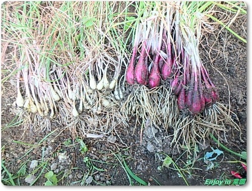 Enjoy In 菜園 らっきょ