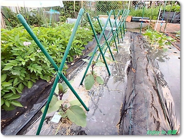 ナスに支柱 撤収したいキャベツ Enjoy In 菜園 ナスに支柱 撤収したいキャベツ Enjoy In 菜園