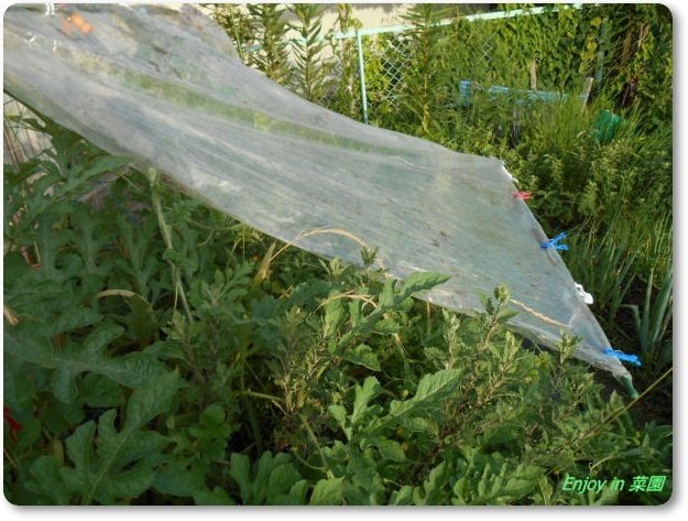 メロンに雨除け ゴボウの収穫 凄かった Enjoy In 菜園