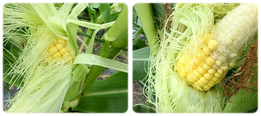 トウモロコシの収穫 オカノリはいつ採る Enjoy In 菜園