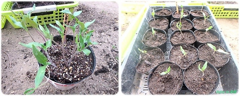 2回目のポット上げ Enjoy In 菜園