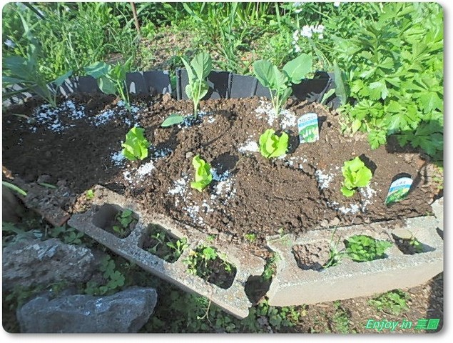 購入苗の定植 玉ねぎの葉が倒れた Enjoy In 菜園