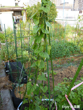 やってしまった自然薯の蔓 A ソラマメは終了 Enjoy In 菜園 やってしまった自然薯の蔓 A ソラマメは終了 Enjoy In 菜園