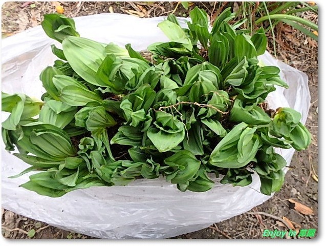 行者ニンニク増植 Enjoy In 菜園 行者ニンニク増植 Enjoy In 菜園