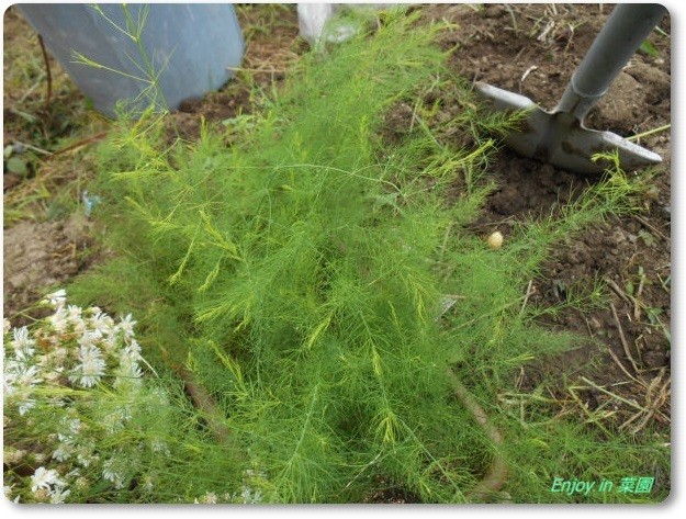アスパラガス育苗苗の定植 お片付けはまだ続く Enjoy In 菜園