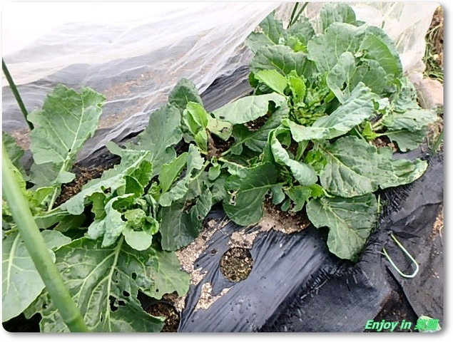 キャベツの植替え 黒豆撤収 Enjoy In 菜園