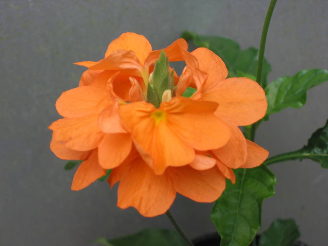 クロサンドラの管理 花メモ F クロサンドラの管理 花メモ F