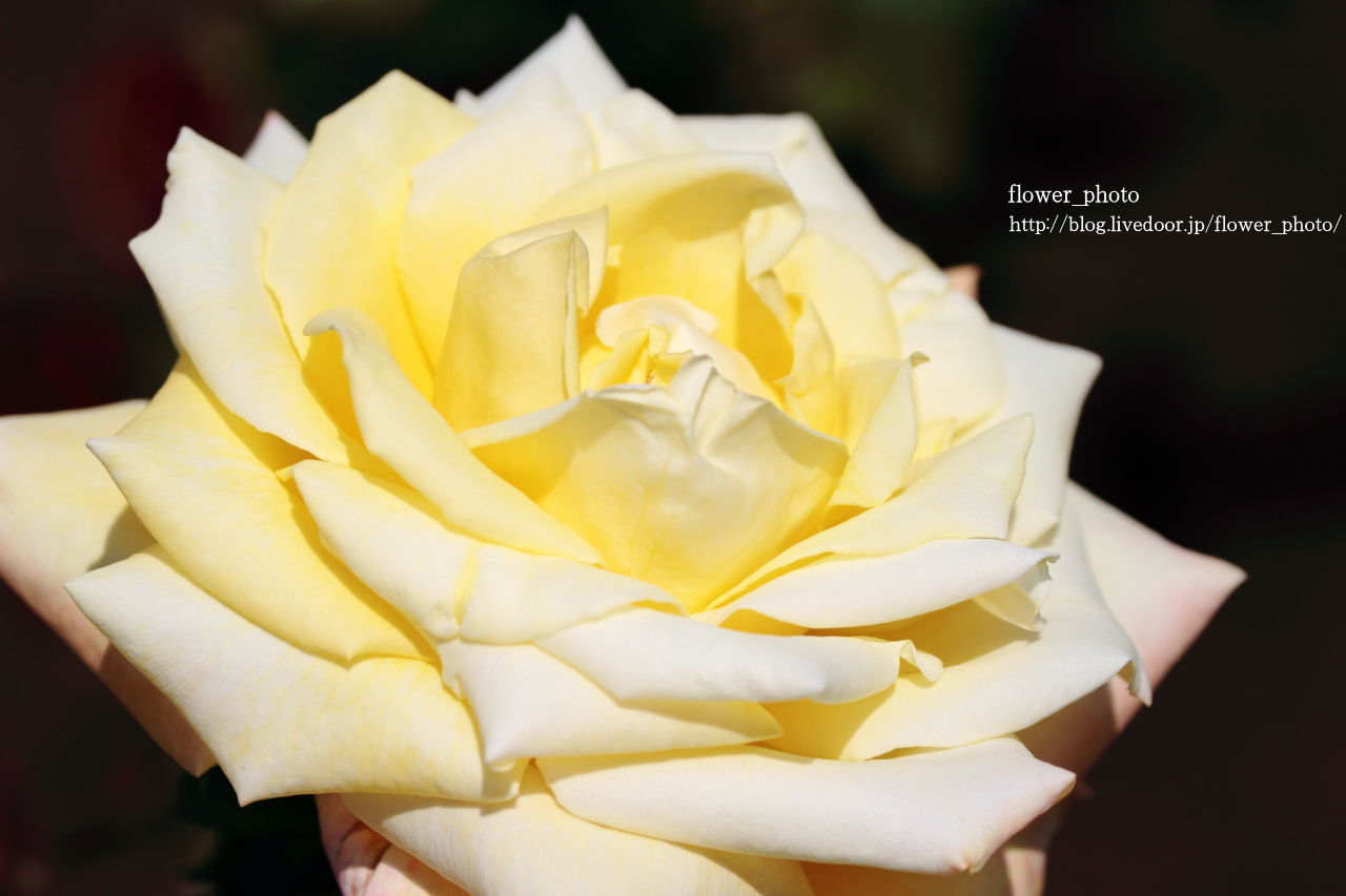 ゴールデン ハート 花 Photo