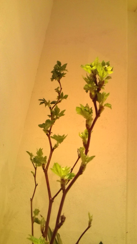 春の枝物 珍花日記 センター北のお花屋さん 春の枝物 珍花日記 センター北のお花屋さん