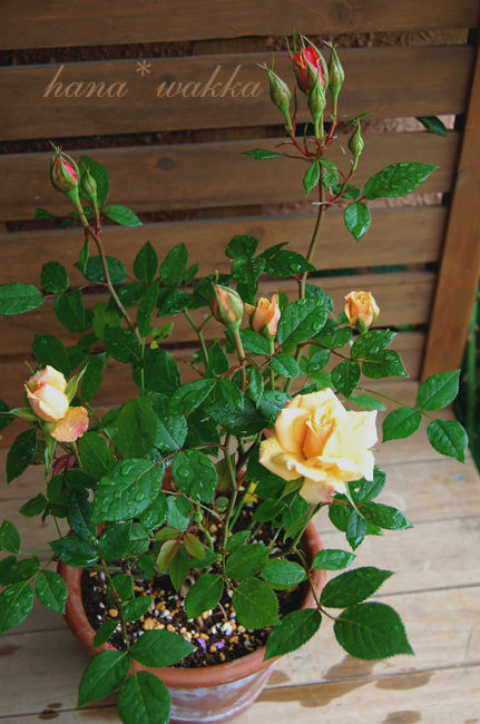 オレンジのミニバラと待機中の苗 はなわっか