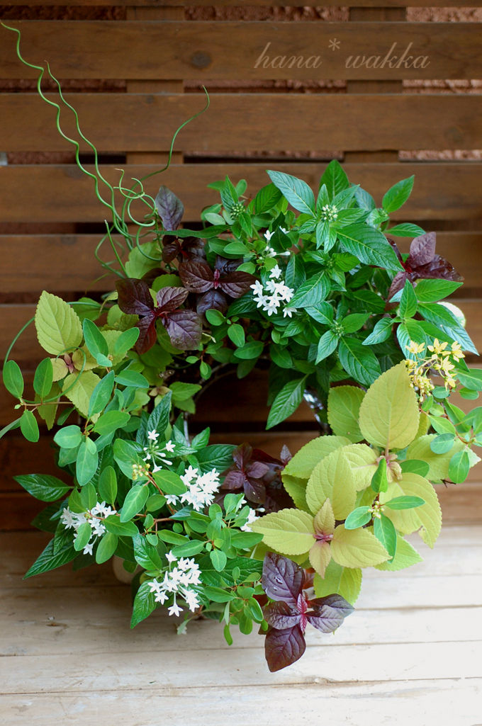 ペンタスとコリウスの寄せ植えリース はなわっか