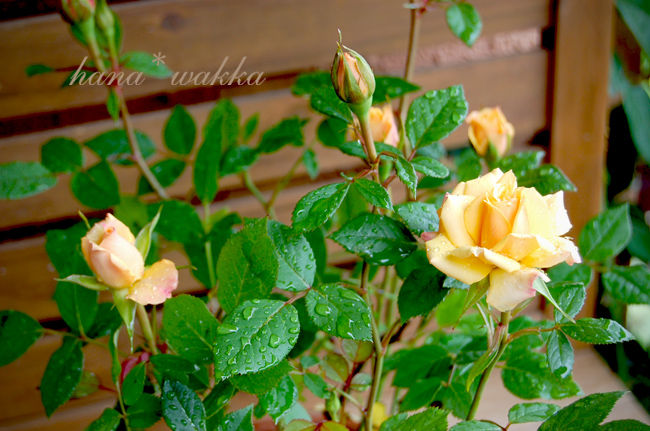 オレンジのミニバラと待機中の苗 はなわっか