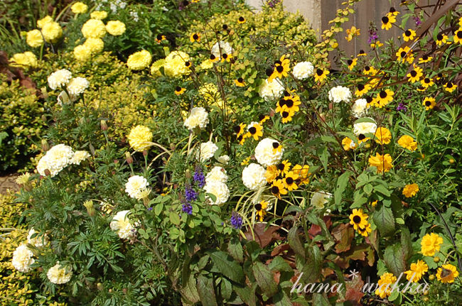 白いマリーゴールド はなわっか