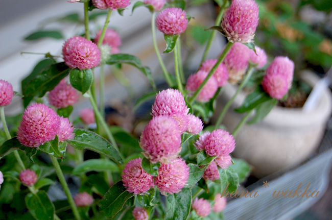 ふんわりと可愛く 千日紅 ペチュニアの寄せ植え はなわっか