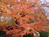 圧倒的な紅葉3