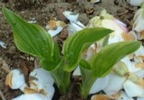 椿の花びらの下から、ホスタの芽吹きです!