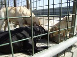 少年犬と遊んであげている2頭(ナチュラル&オーダーメイドの庭・外構ガーデンハーモニー)