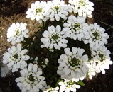 ɤɤǤ礦ƲפȡϢꡢͻҤ򸫤˻Ǥޤʥʥᥤɤǥϡˡ