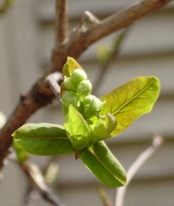 新芽の奥に、5個の卵を抱えていました。純白の花が咲く、つぼみです。(ナチュラル&オーダーメイドの庭・外構ガーデンハーモニー)