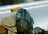 ��Ω������Ĥ����顪�ʥʥ���������������ᥤ�ɤ��������������ǥ�ϡ���ˡ���