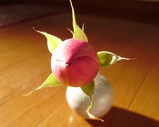 冬のつぼみ2