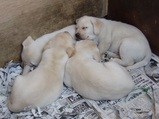 生まれてから2ヶ月半の仔犬たち(ナチュラル&オーダーメイドの庭・外構ガーデンハーモニー)